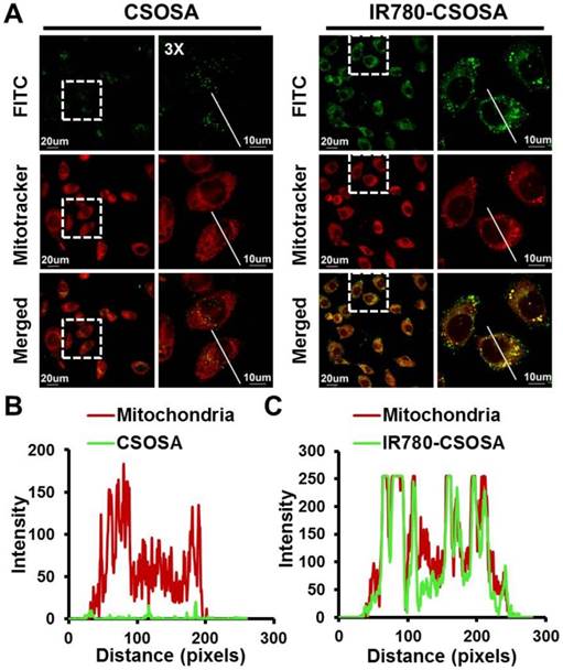 Theranostics Image