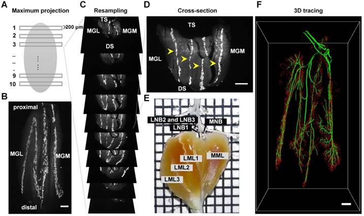 Theranostics Image