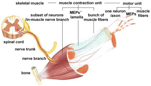 Theranostics Image