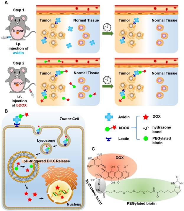 Theranostics Image