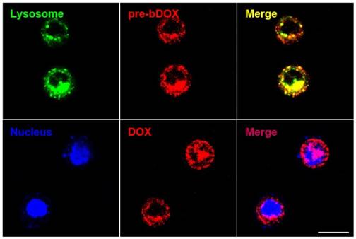 Theranostics Image