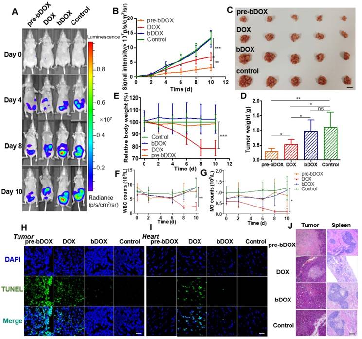 Theranostics Image