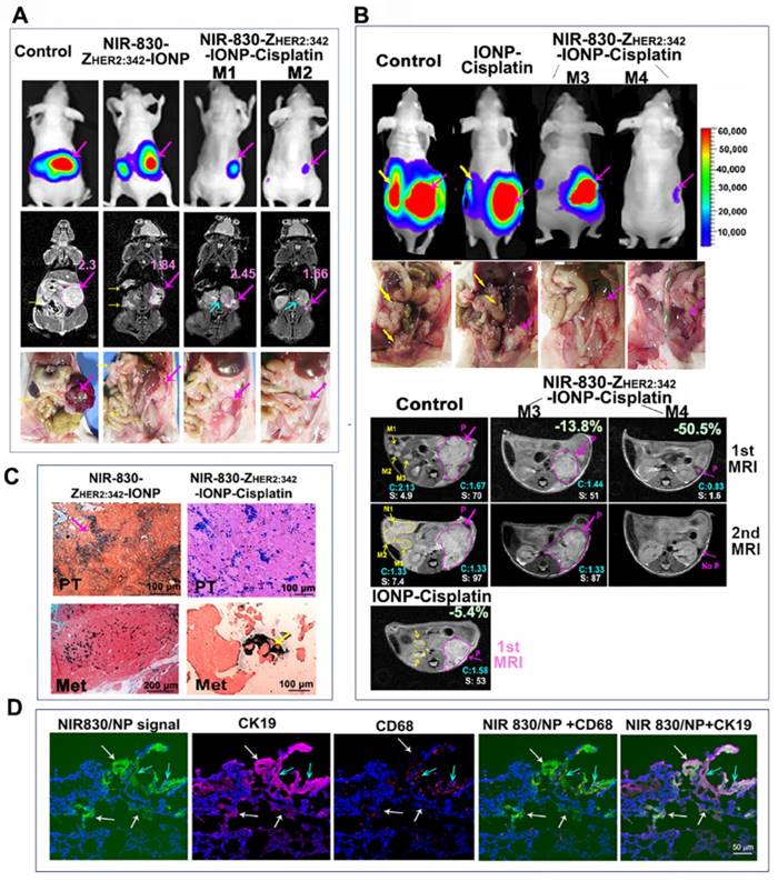 Theranostics Image