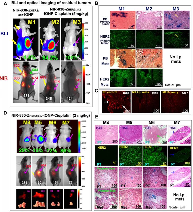 Theranostics Image