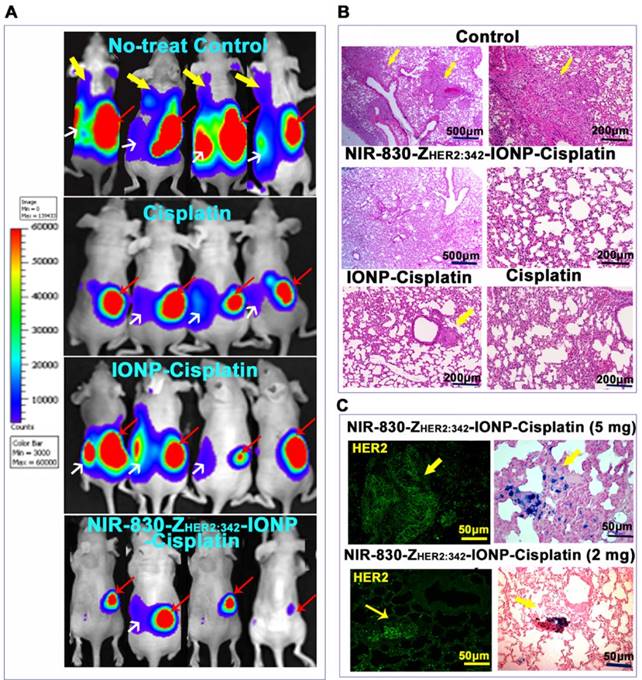 Theranostics Image