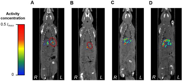 Theranostics Image