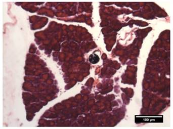 Theranostics Image