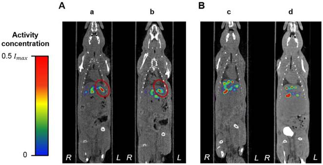 Theranostics Image