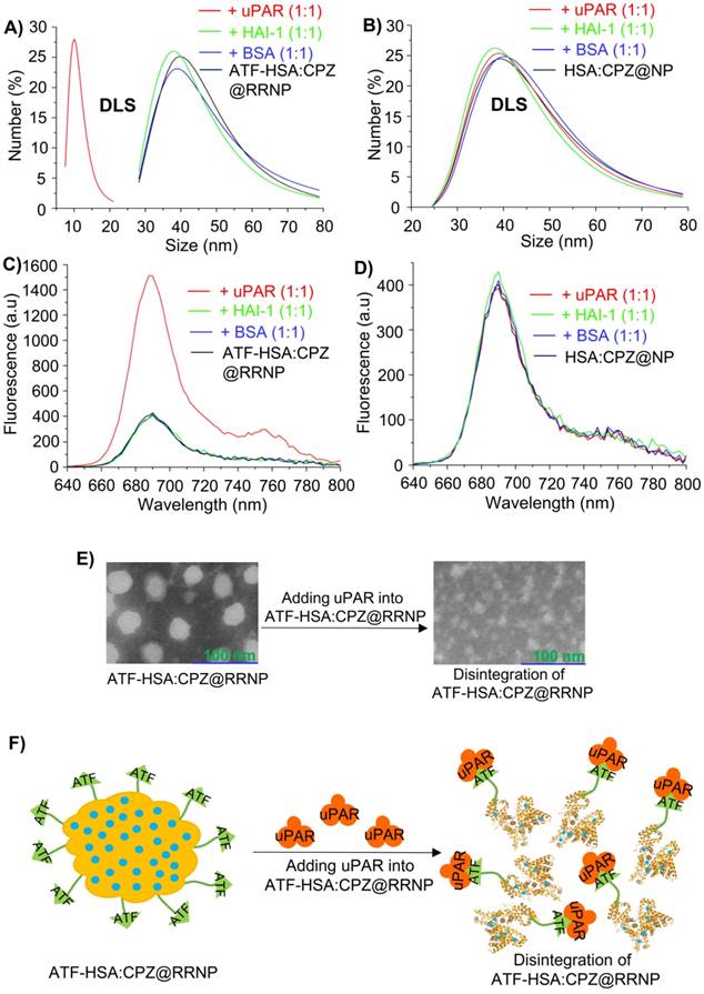 Theranostics Image