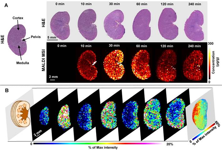 Theranostics Image