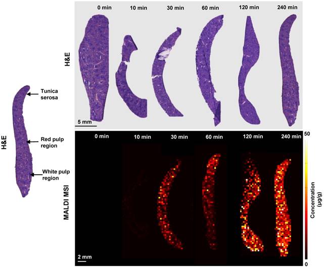 Theranostics Image