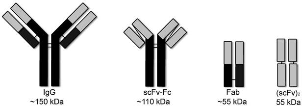 Theranostics Image