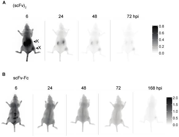 Theranostics Image