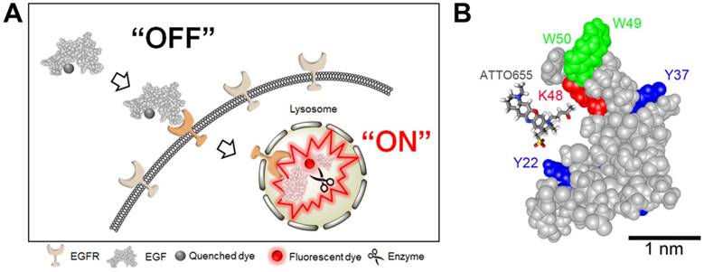 Theranostics Image