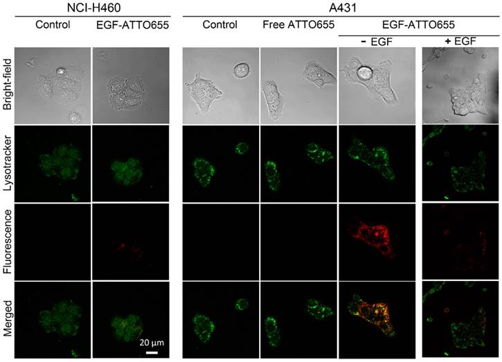 Theranostics Image