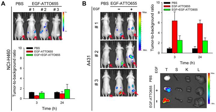 Theranostics Image