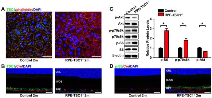 Theranostics Image