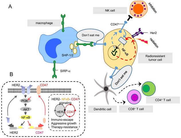 Theranostics Image