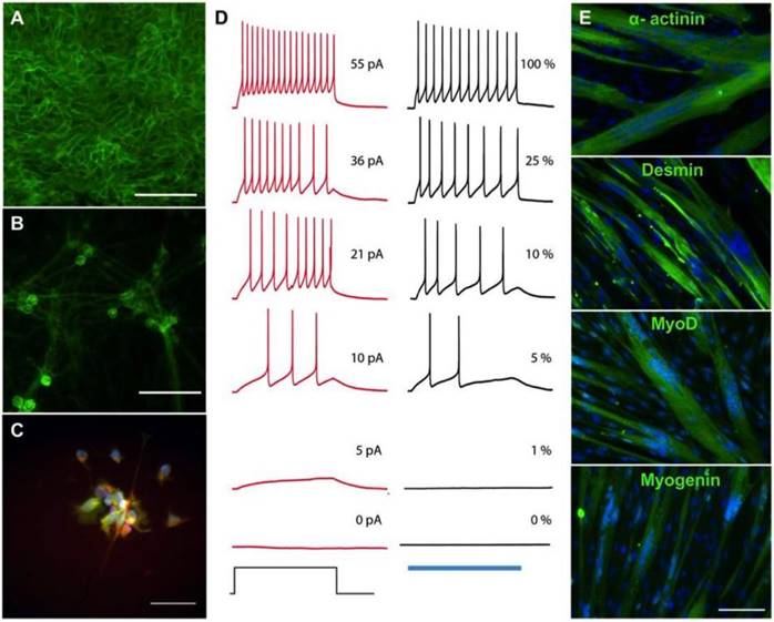 Theranostics Image