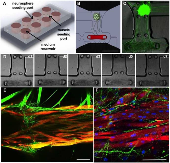 Theranostics Image