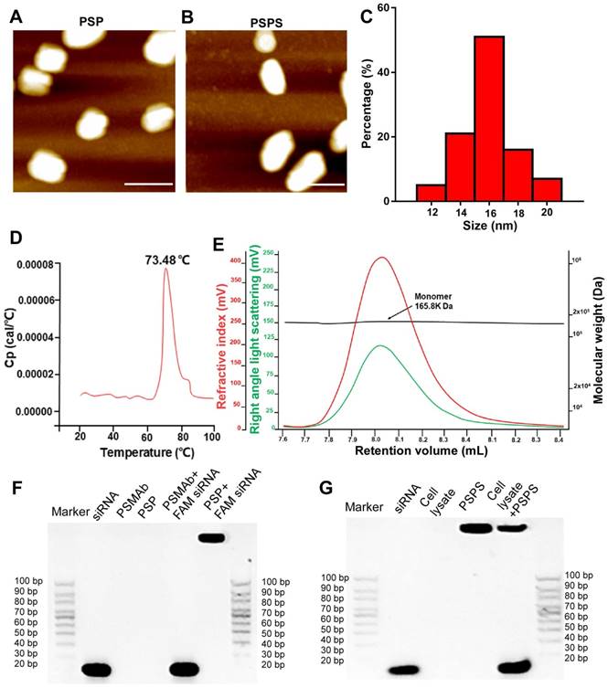 Theranostics Image