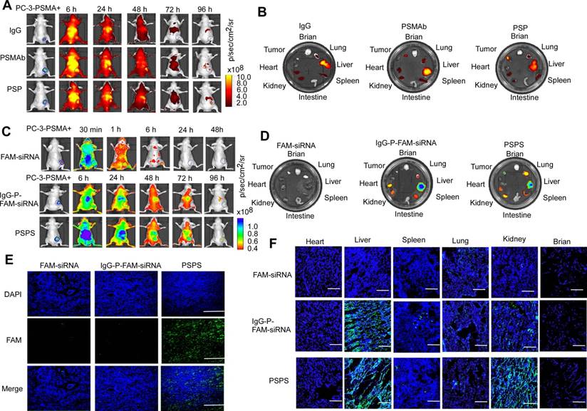 Theranostics Image