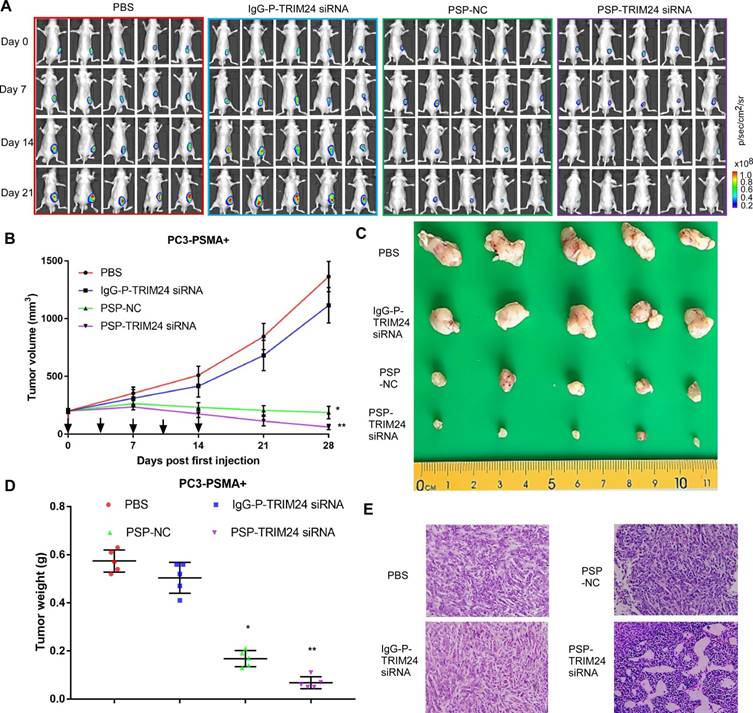 Theranostics Image