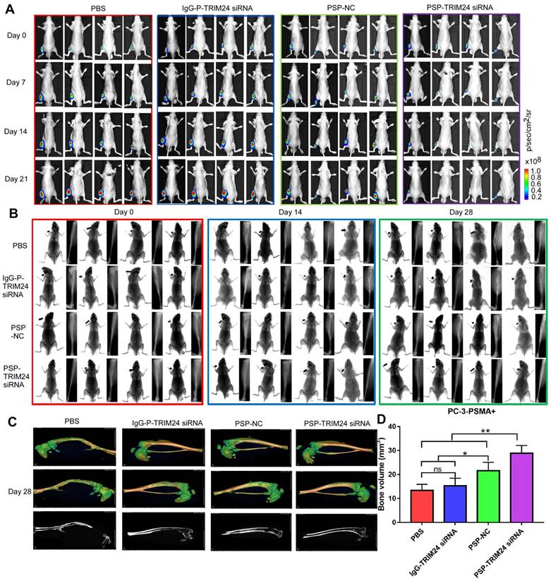 Theranostics Image