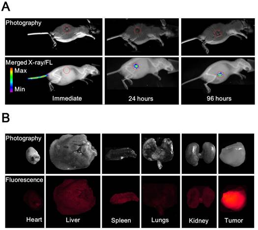 Theranostics Image