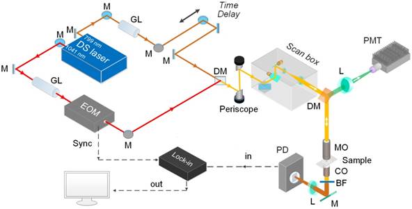 Theranostics Image