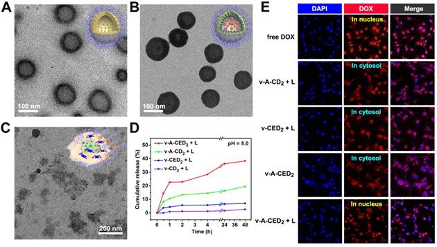 Theranostics Image