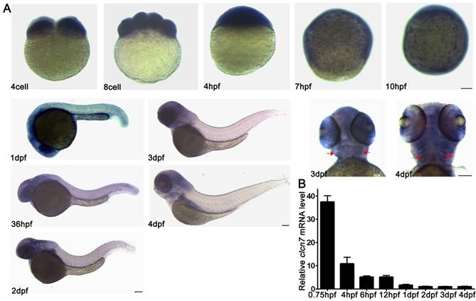 Theranostics Image