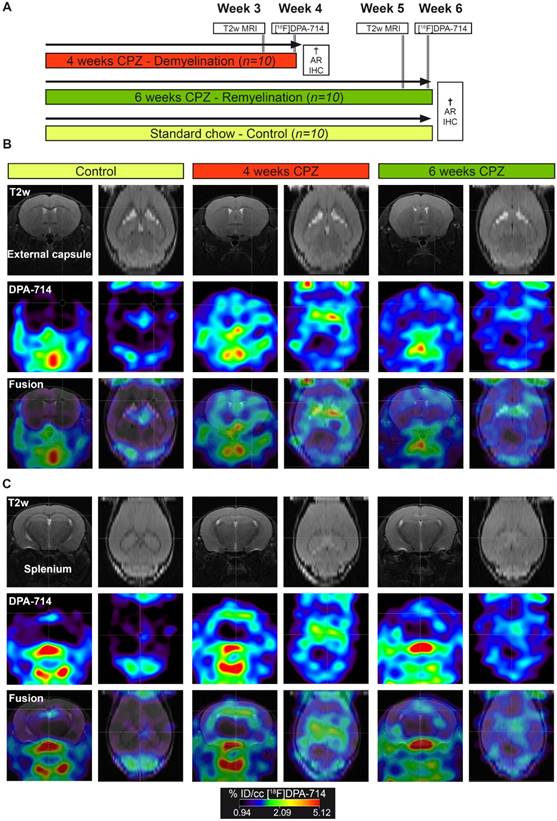 Theranostics Image