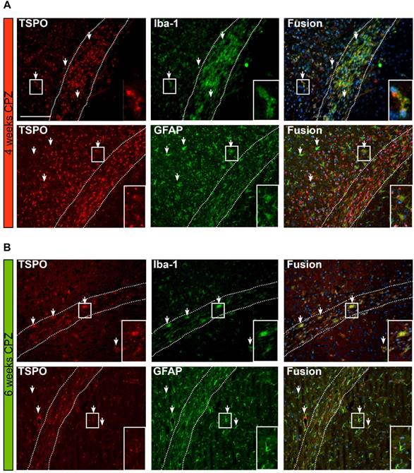 Theranostics Image