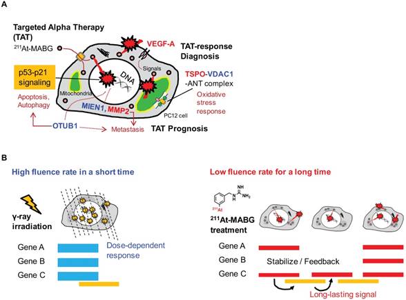 Theranostics Image