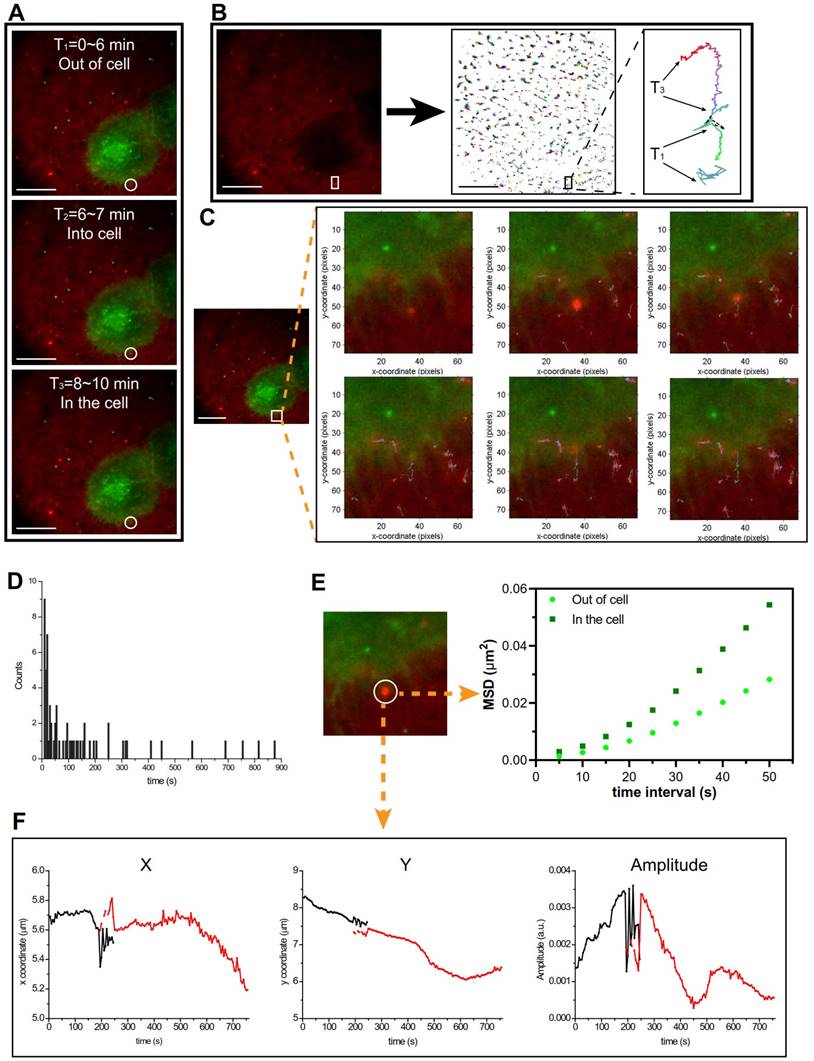 Theranostics Image