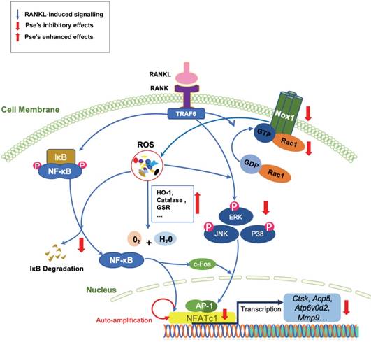 Theranostics Image