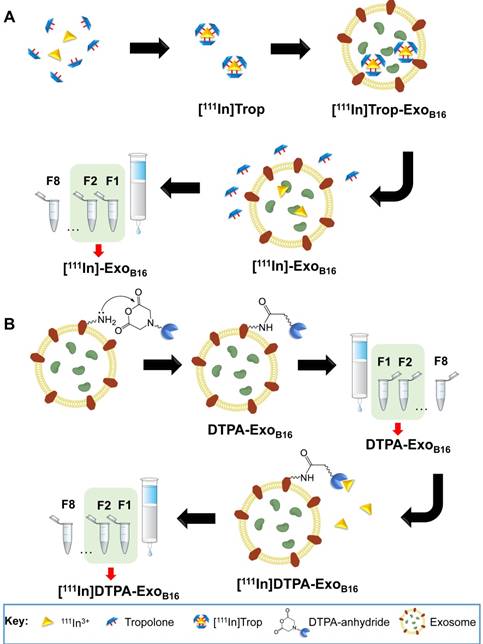 Theranostics Image