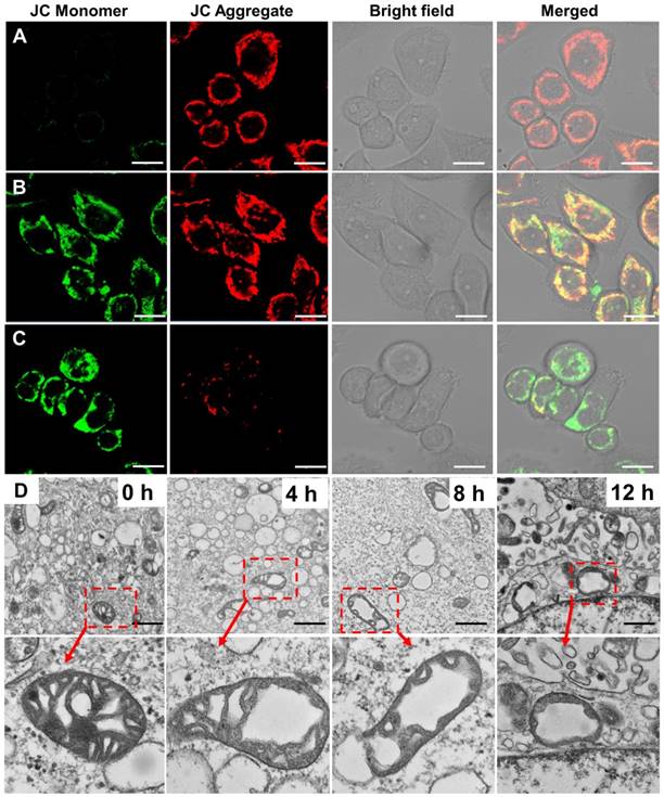 Theranostics Image