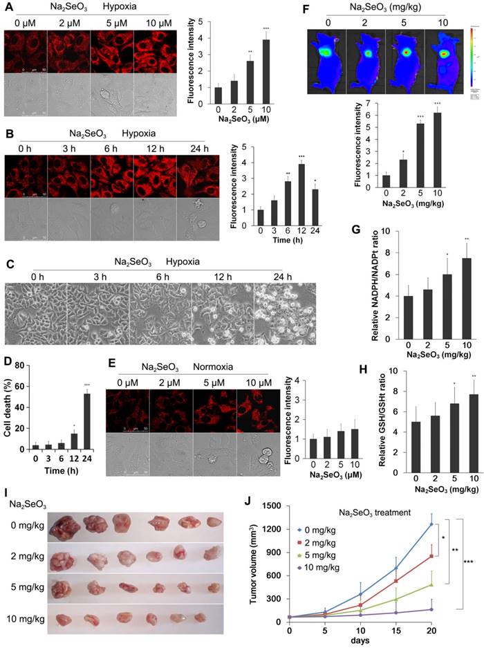 Theranostics Image