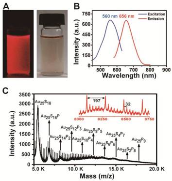 Theranostics Image