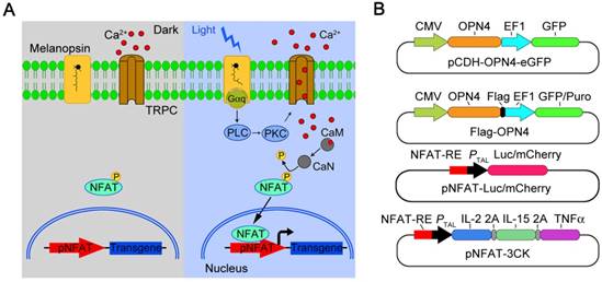 Theranostics Image