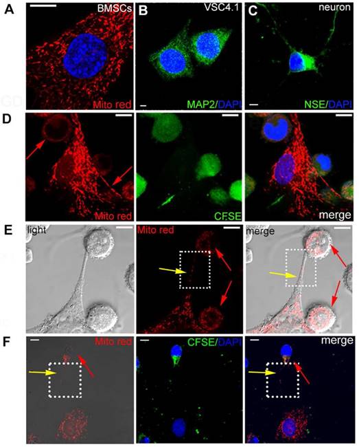 Theranostics Image