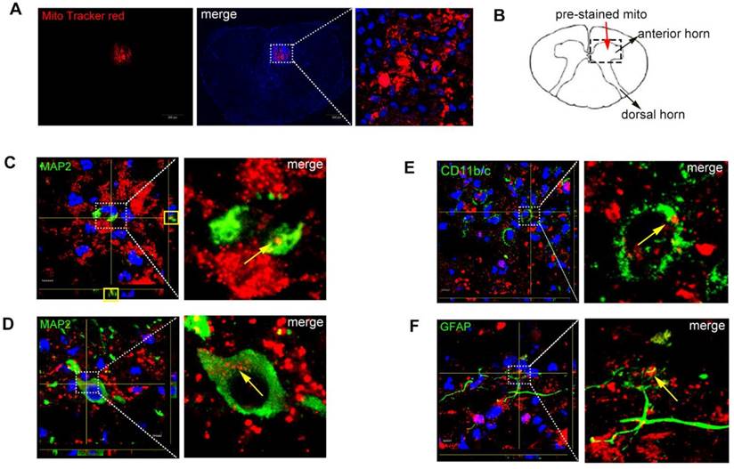 Theranostics Image