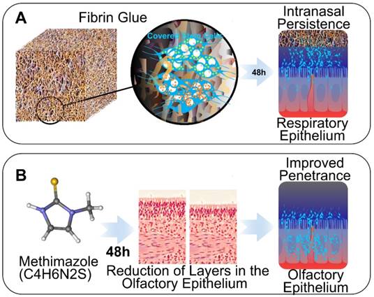 Theranostics Image