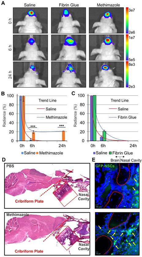 Theranostics Image