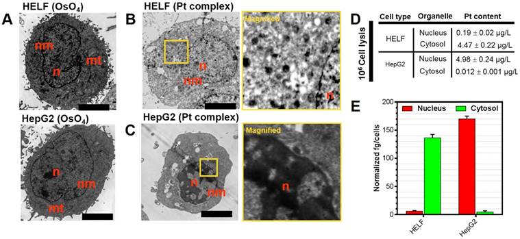 Theranostics Image