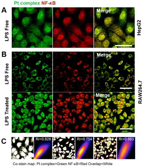 Theranostics Image