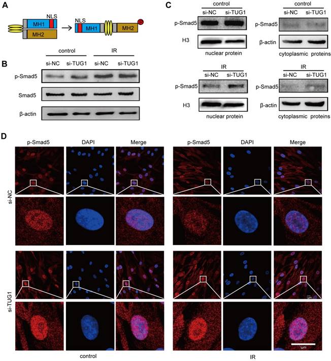 Theranostics Image