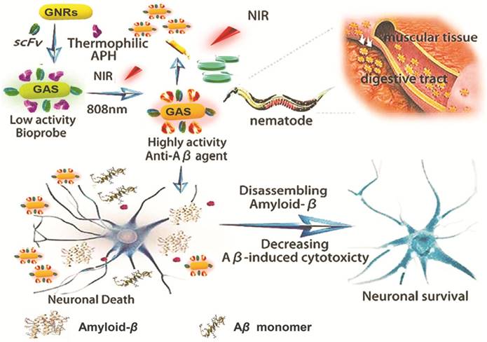 Theranostics Image